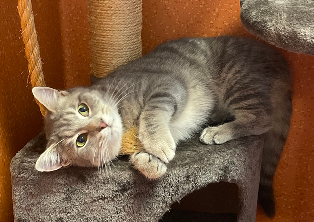 Barney was in a very painful condition